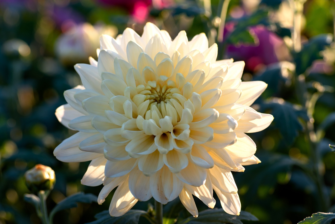 Top 10 Most Popular Flowers 10 Top 10 Most Popular Flowers