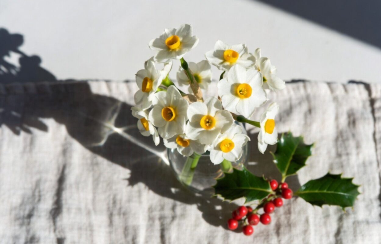 White narcissus blooms in a glass vase next to a sprig of red holly, representing the December birth flower.