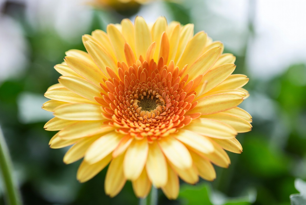 Top 10 Most Popular Flowers 6 Top 10 Most Popular Flowers