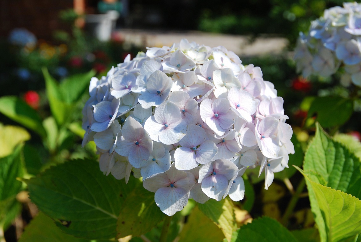 Top 10 Most Popular Flowers 8 Top 10 Most Popular Flowers