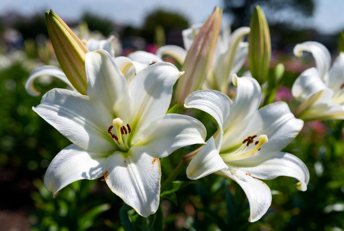 Top 10 Most Popular Flowers 4 Top 10 Most Popular Flowers