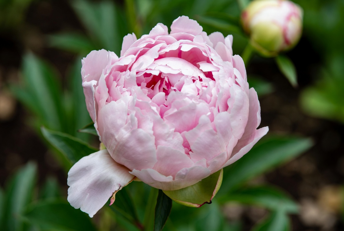 Top 10 Most Popular Flowers 9 Top 10 Most Popular Flowers