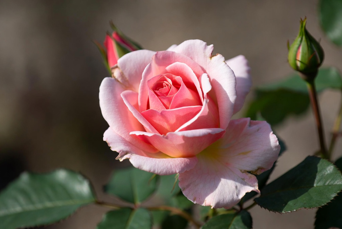 Top 10 Most Popular Flowers 1 Top 10 Most Popular Flowers